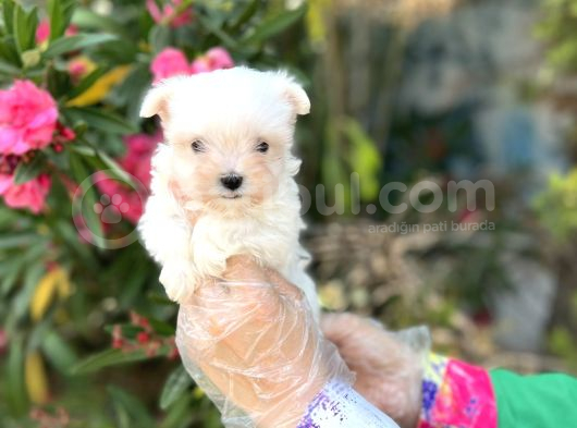 Terrier Değil Maltese Yavrular Irk Garantili