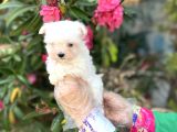 Terrier Değil Maltese Yavrular Irk Garantili