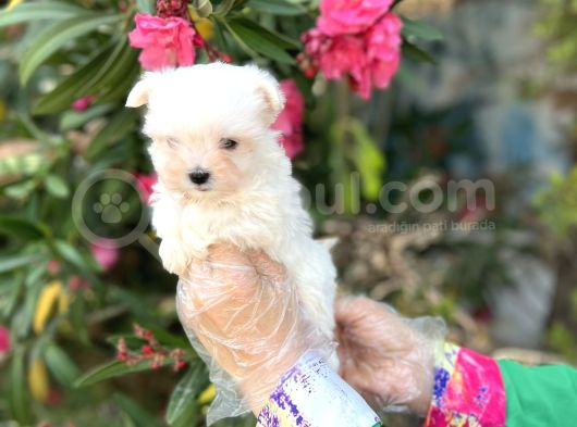 Terrier Değil Maltese Yavrular Irk Garantili görsel