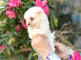 Terrier Değil Maltese Yavrular Irk Garantili