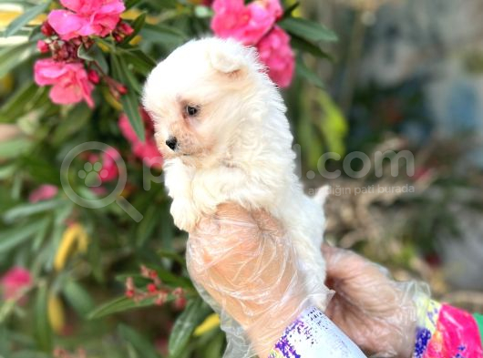 Terrier Değil Maltese Yavrular Irk Garantili görsel