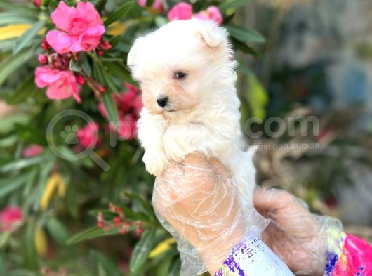 Terrier Değil Maltese Yavrular Irk Garantili görsel