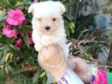 Terrier Değil Maltese Yavrular Irk Garantili