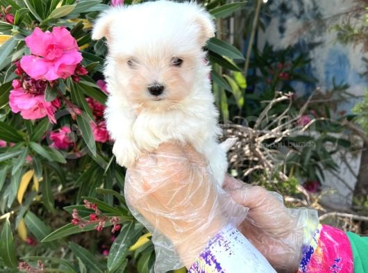Terrier Değil Maltese Yavrular Irk Garantili görsel