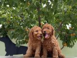 adrese teslim güzellikler toy poodle yavruları
