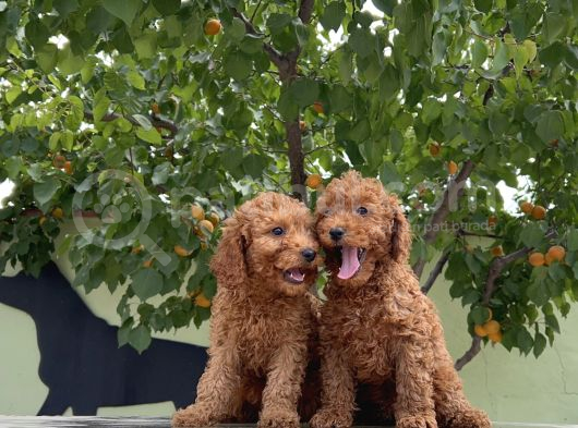 Adrese Teslim Güzellikler Toy Poodle Yavruları