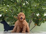 Adrese Teslim Güzellikler Toy Poodle Yavruları