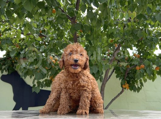 Adrese Teslim Güzellikler Toy Poodle Yavruları görsel