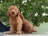 Adrese Teslim Güzellikler Toy Poodle Yavruları
