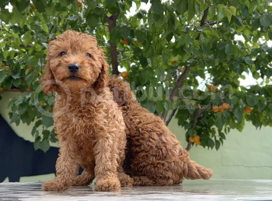 Adrese Teslim Güzellikler Toy Poodle Yavruları görsel