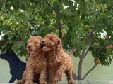 Adrese Teslim Güzellikler Toy Poodle Yavruları