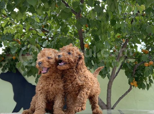 Adrese Teslim Güzellikler Toy Poodle Yavruları görsel