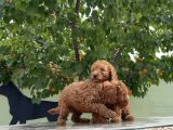 Adrese Teslim Güzellikler Toy Poodle Yavruları