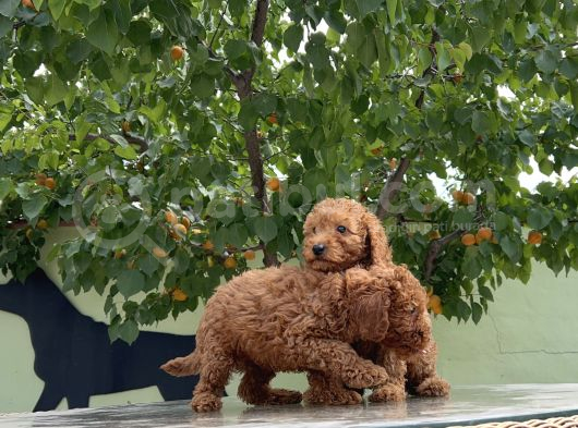 Adrese Teslim Güzellikler Toy Poodle Yavruları görsel