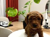 Red Brown Toy Poodle Yavru Bebekler