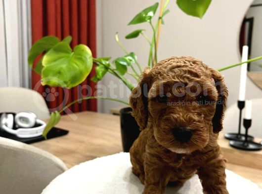 Red Brown Toy Poodle Yavru Bebekler görsel