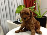 Red Brown Toy Poodle Yavru Bebekler