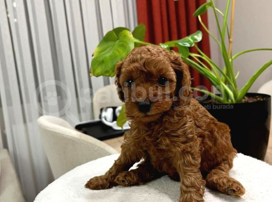 Red Brown Toy Poodle Yavru Bebekler