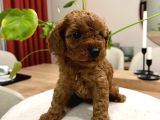 Red Brown Toy Poodle Yavru Bebekler