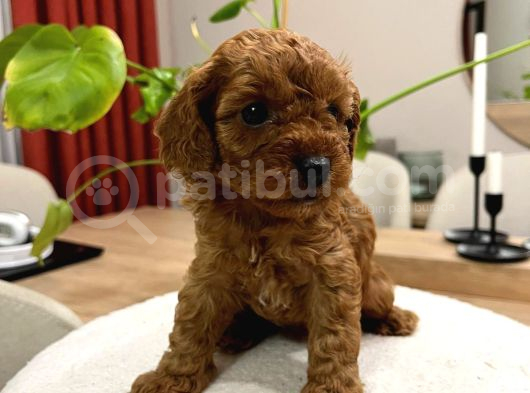 Red Brown Toy Poodle Yavru Bebekler görsel