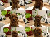 Red Brown Toy Poodle Yavru Bebekler