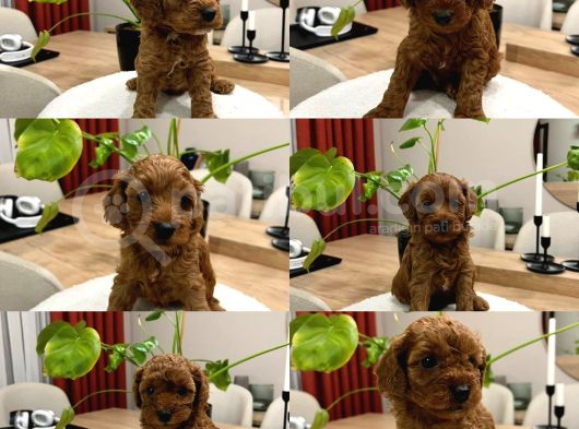 Red Brown Toy Poodle Yavru Bebekler görsel