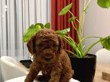 Red Brown Toy Poodle Yavru Bebekler