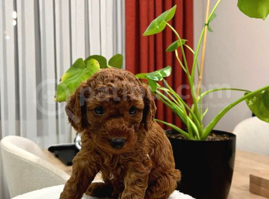 Red Brown Toy Poodle Yavru Bebekler görsel