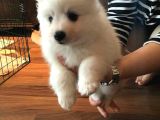 Safkan Di̇şi̇ Erkek Samoyed Yavrularimiz
