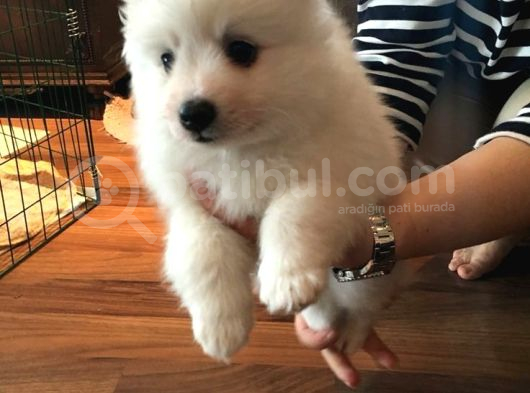 Safkan Di̇şi̇ Erkek Samoyed Yavrularimiz görsel