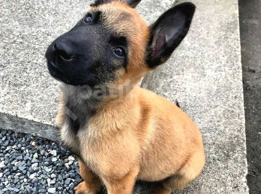 Safkan Dişi Erkek Belçika Kurdu Malinois Yavrularımız