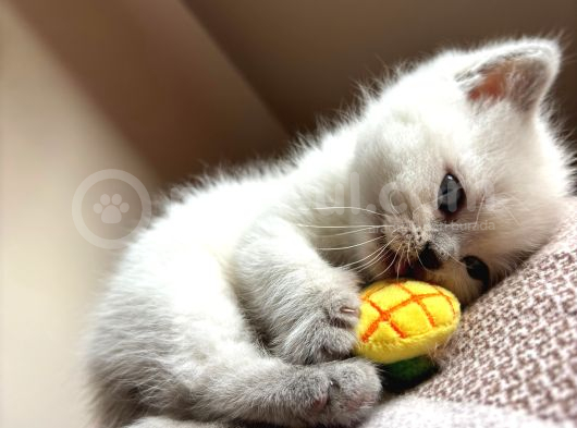 Safkan Bri̇ti̇sh Shorthai̇r Bluepoi̇nt Yavrumuz görsel
