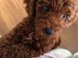 Irkının En Yakışıklısı 5 Aylık Toy Poodle