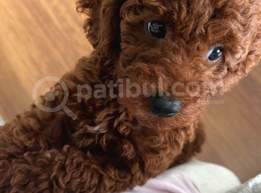 Irkının En Yakışıklısı 5 Aylık Toy Poodle görsel