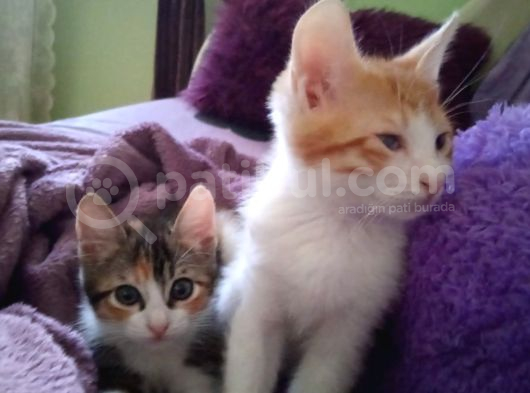 Tekir Kedi Dişi Yavru
