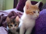 Tekir Kedi Dişi Yavru
