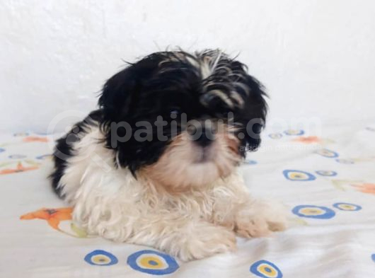 Anne Baba Yanında Büyüyen Safkan Shihtzu Yavruları
