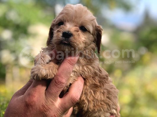 Sütlü Kahve 0 Numara Malti̇poo Bebekler görsel