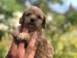 Sütlü Kahve 0 Numara Malti̇poo Bebekler