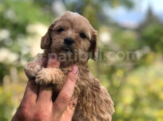 Sütlü Kahve 0 Numara Malti̇poo Bebekler görsel