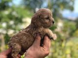 Sütlü Kahve 0 Numara Malti̇poo Bebekler