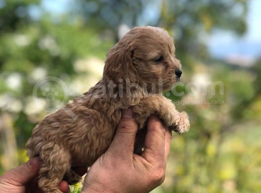 Sütlü Kahve 0 Numara Malti̇poo Bebekler