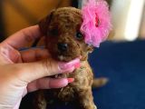 Orijinal teacup poodle bebeklerimiz
