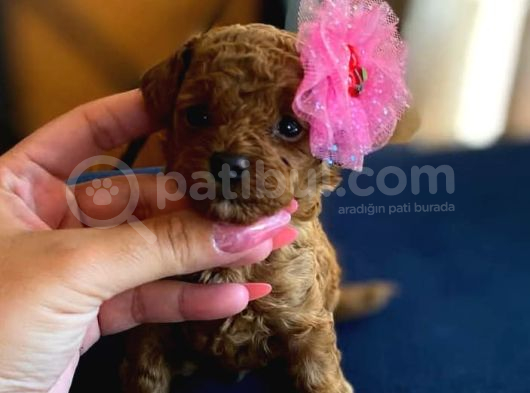 Orijinal Teacup Poodle Bebeklerimiz