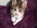 Tekir Kedi Dişi Yavru