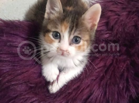 Tekir Kedi Dişi Yavru görsel