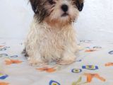 Anne Baba Yanında Büyüyen Safkan Shihtzu Yavruları