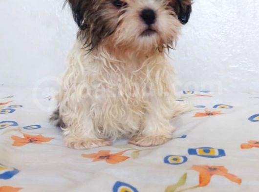 Anne Baba Yanında Büyüyen Safkan Shihtzu Yavruları görsel