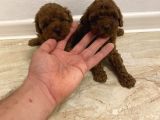 Zi̇yarete Açik Göz Alici Güzelli̇kteki̇ Poodle Bebekler