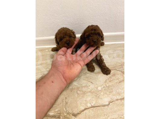 Zi̇yarete Açik Göz Alici Güzelli̇kteki̇ Poodle Bebekler görsel